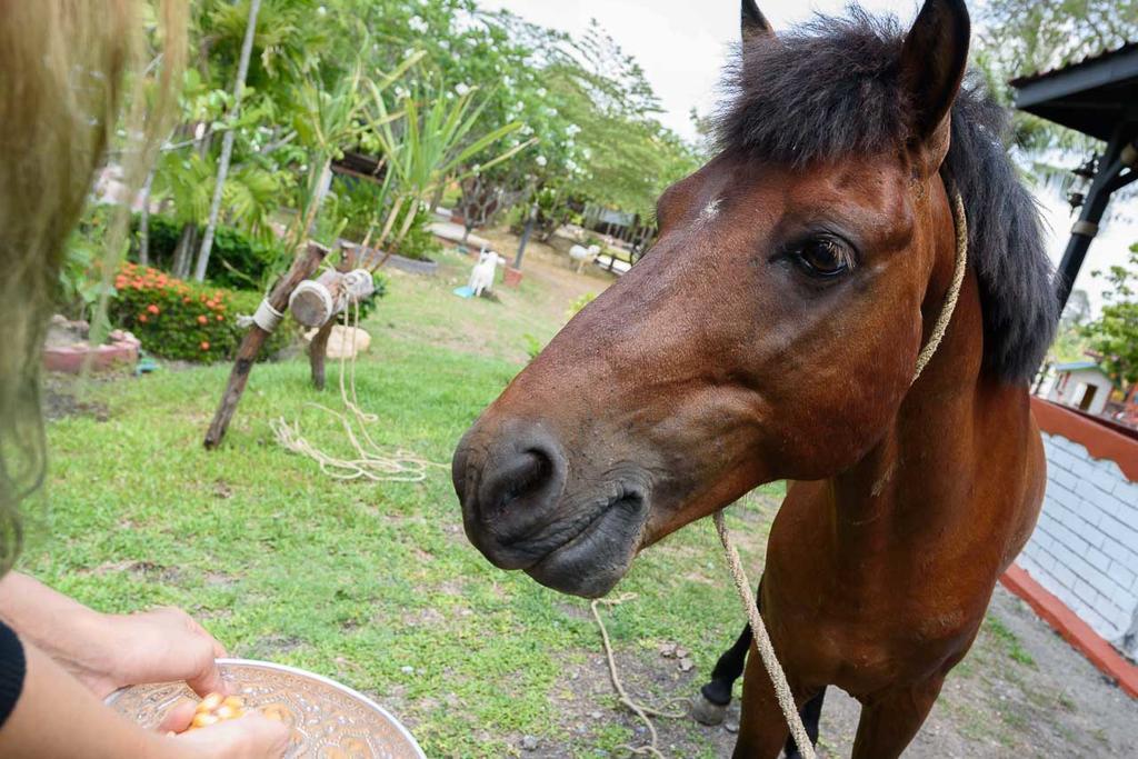 Cowboy Farm Resort Pattaya Ban Huai Yai Buitenkant foto